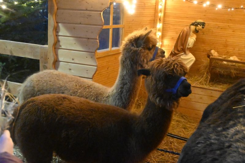 wigilia powiatowa 80