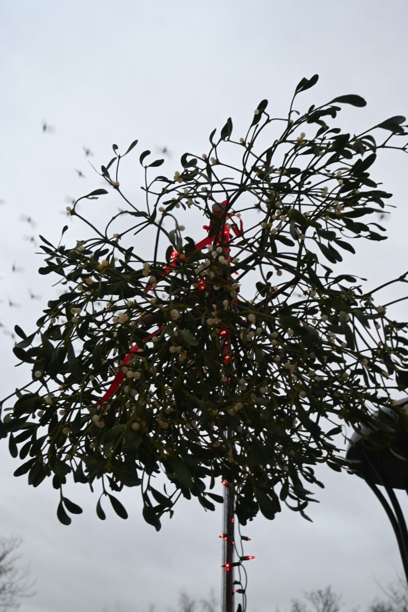 Wigilia Powiatowa 26